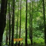 Bali, Syahdunya Minum Secangkir Kopi Di Hutan Pegunungan