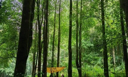 Bali, Syahdunya Minum Secangkir Kopi Di Hutan Pegunungan