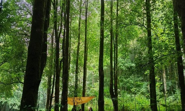 Bali, Syahdunya Minum Secangkir Kopi Di Hutan Pegunungan