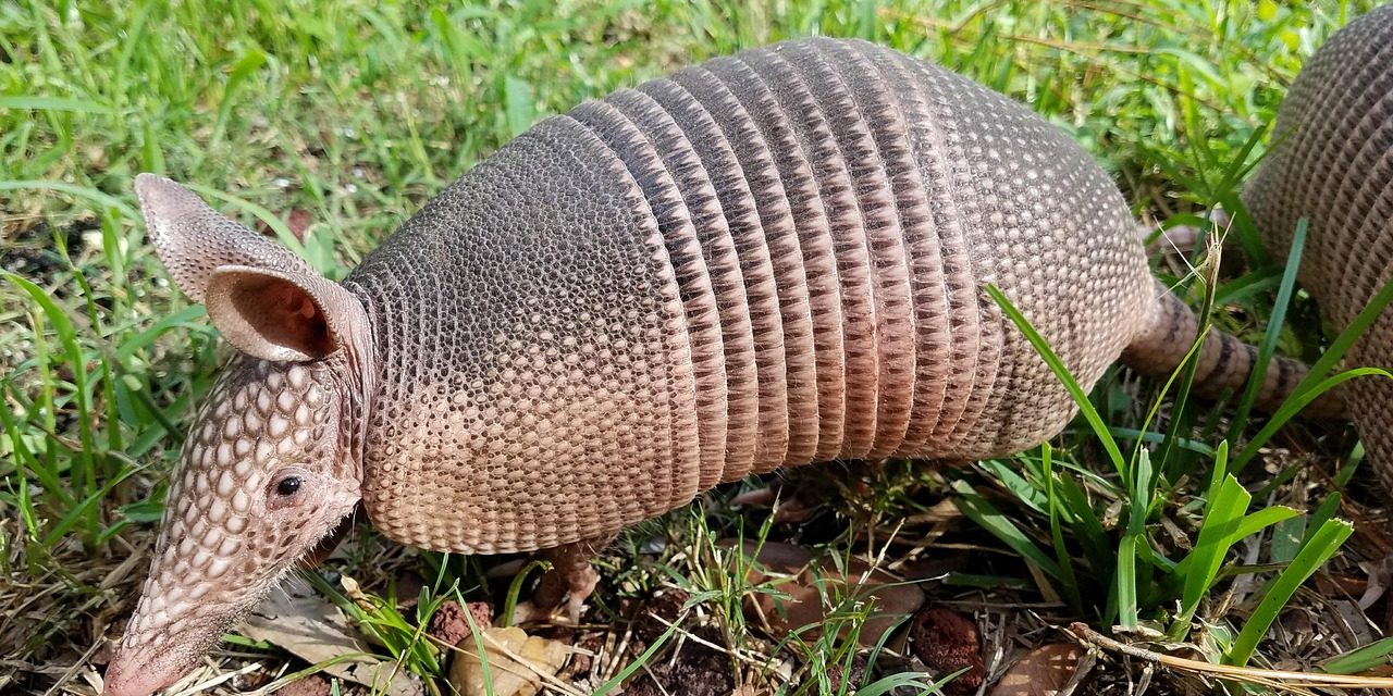 Mamalia Armadillo Si Penjelajah Bersisik Dari Amerika