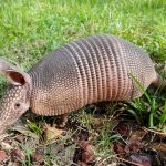 Mamalia Armadillo Si Penjelajah Bersisik Dari Amerika