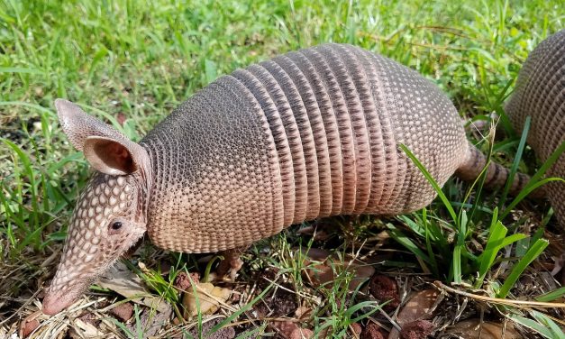 Mamalia Armadillo Si Penjelajah Bersisik Dari Amerika