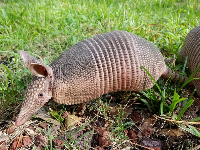 Mamalia Armadillo