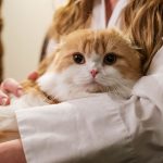 Memelihara Kucing Bermanfaat Untuk Mengurangi Stres