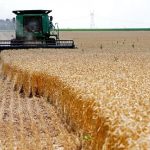 Budidaya Gandum Dan Prospeknya Di Indonesia