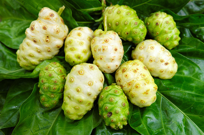 Tanaman Mengkudu