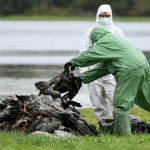 Kasus Flu Burung H5N1 Terdeteksi di Australia Dan Semakin Luas