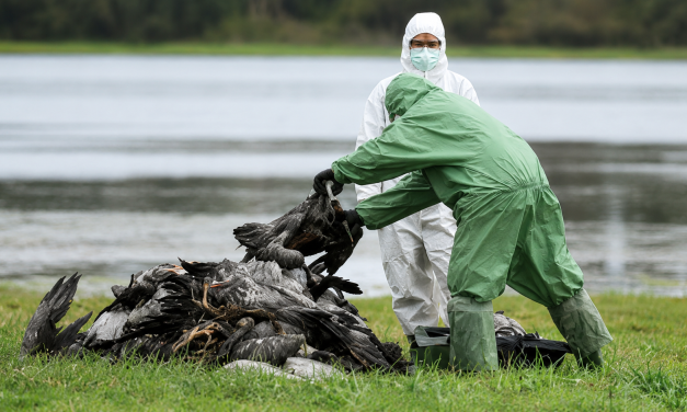 Kasus Flu Burung H5N1 Terdeteksi di Australia Dan Semakin Luas