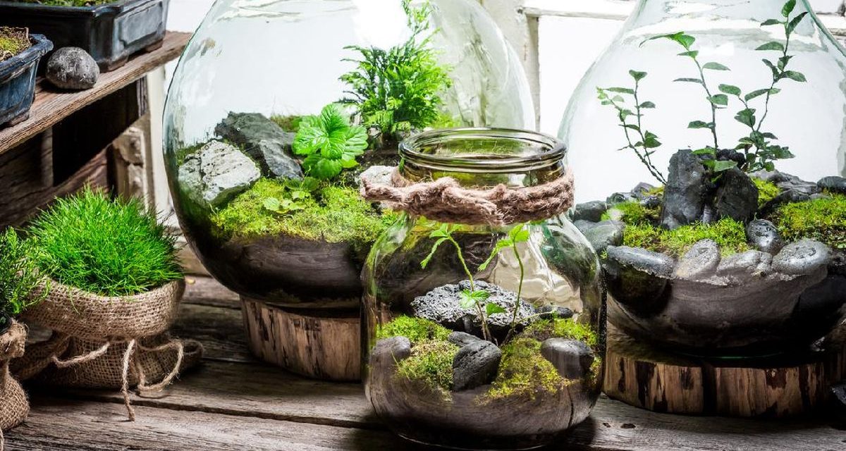 Mengenal Terrarium Sebagai Taman Mini Indah Dalam Kaca