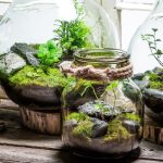 Mengenal Terrarium Sebagai Taman Mini Indah Dalam Kaca