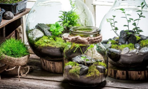 Mengenal Terrarium Sebagai Taman Mini Indah Dalam Kaca