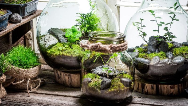 Mengenal Terrarium