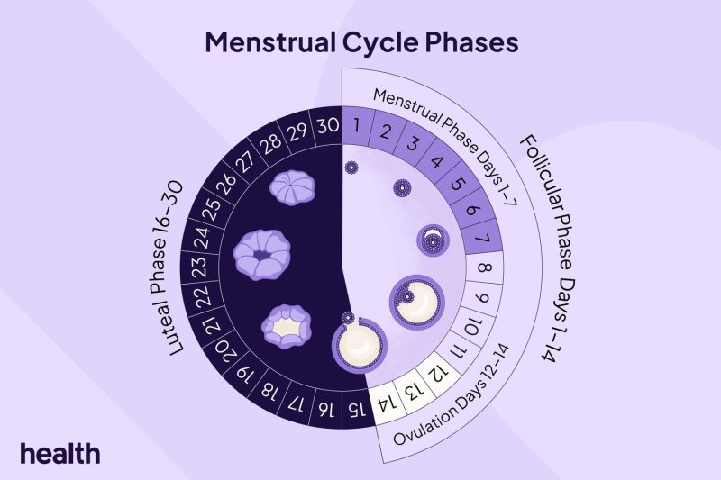 Siklus Menstruasi