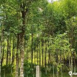 Pohon Gaharu Memiliki Harga Yang Sangat Fantastis