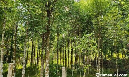 Pohon Gaharu Memiliki Harga Yang Sangat Fantastis