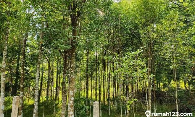Pohon Gaharu Memiliki Harga Yang Sangat Fantastis