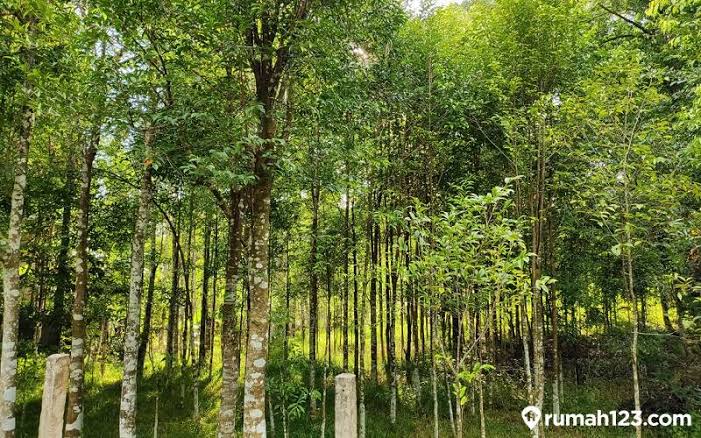 Pohon Gaharu Memiliki Harga Yang Sangat Fantastis
