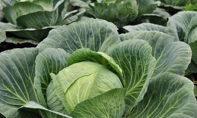 Tanaman Kol Sebagai Makanan Yang Sangat Bernilai