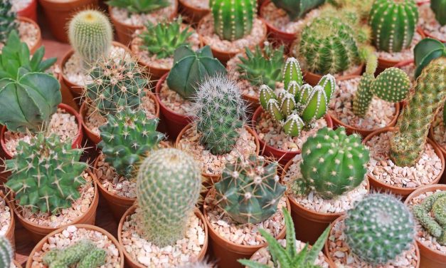 Bunga Kaktus Memiliki Pesona Eksotis Yang Mempesona