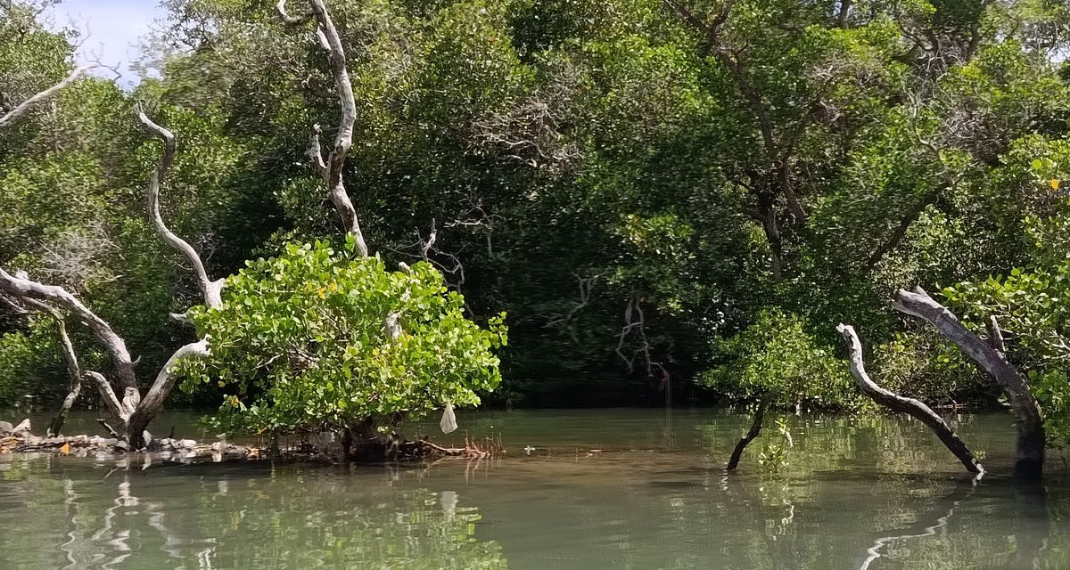 Menjaga Mangrove Tetap Hidup, Bukan Sekadar Menanam