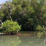 Menjaga Mangrove Tetap Hidup, Bukan Sekadar Menanam