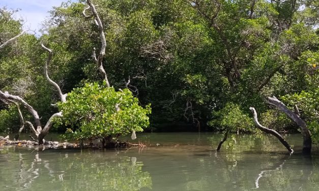 Menjaga Mangrove Tetap Hidup, Bukan Sekadar Menanam