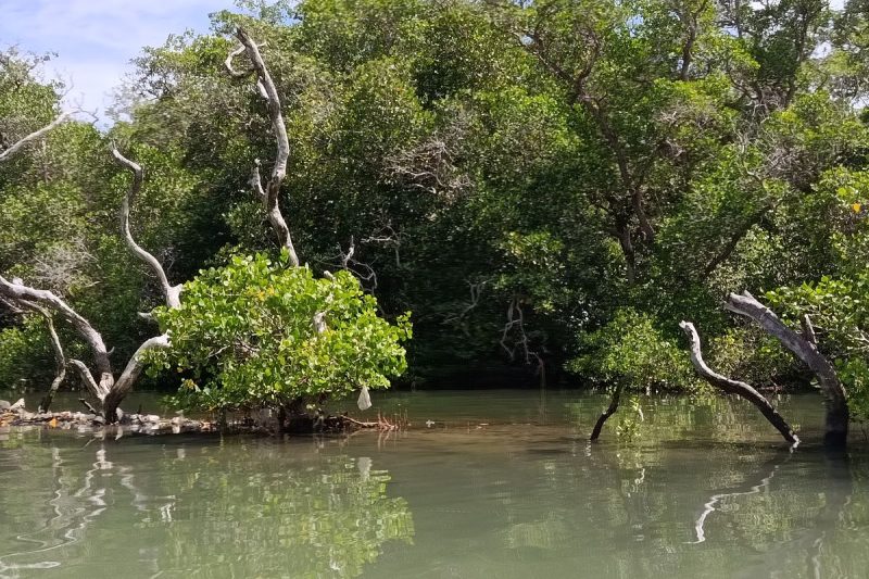 Menjaga Mangrove