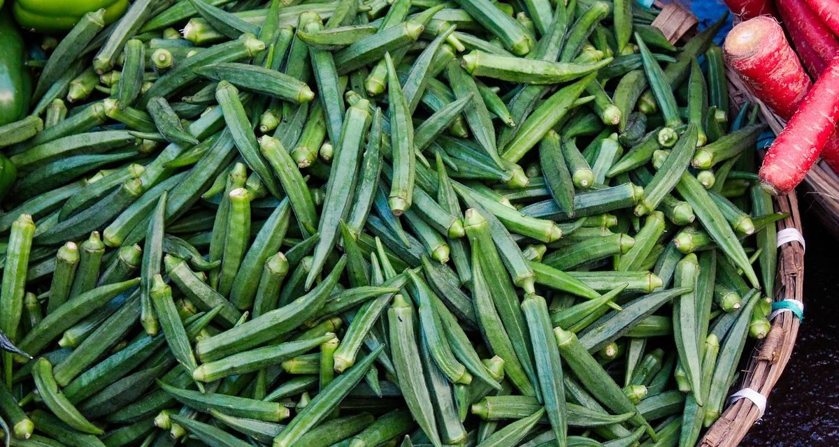 Okra Tumbuhan Serbaguna Yang Kaya Manfaat Bagi Tubuh